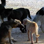 Ανακοίνωση του F.O.S. (Καταφύγιο Ζώων στο Ραχώνι)