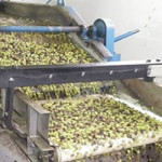 Κλείνει-λιοτρίβι-στην-Θάσο